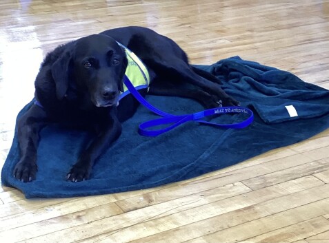 Rio the therapy dog, a black Labrador Retriever sitting on a fleece blanket in a school hall.